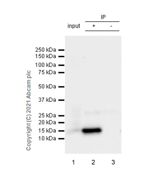 Immunoprecipitation - Anti-SAA3 antibody [EPR23102-242] - BSA and Azide free (AB280893)