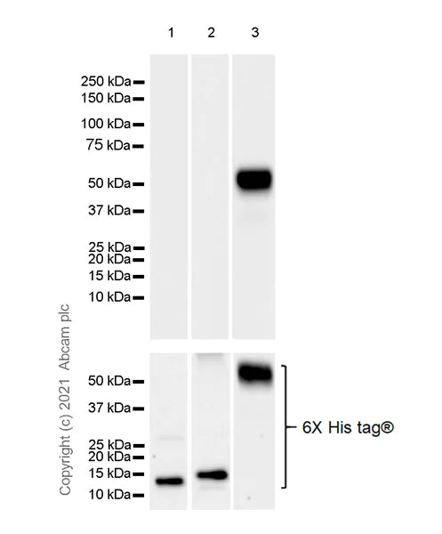 Western blot - Anti-SAA3 antibody [EPR23102-242] - BSA and Azide free (AB280893)