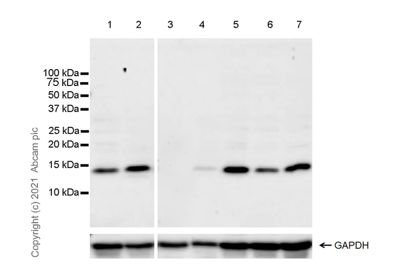 Western blot - Anti-SAA3 antibody [EPR23102-242] - BSA and Azide free (AB280893)