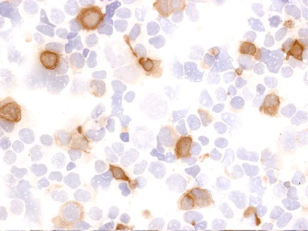 Immunocytochemistry - Anti-SAA3 antibody [JOR110A] (AB231680)