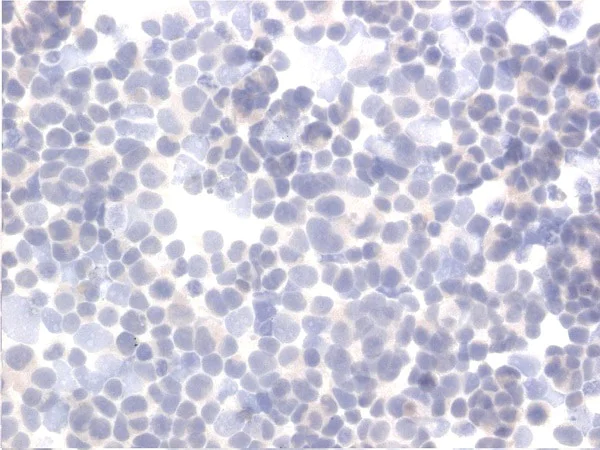 Immunocytochemistry - Anti-SAA3 antibody [JOR110A] (AB231680)