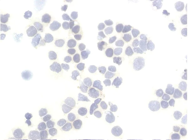 Immunocytochemistry - Anti-SAA3 antibody [JOR110A] (AB231680)