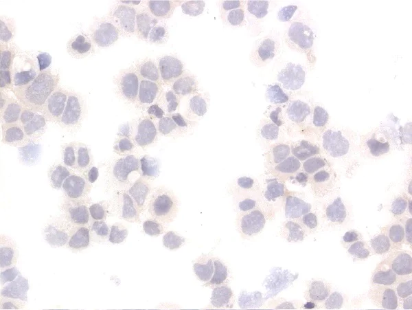 Immunocytochemistry - Anti-SAA3 antibody [JOR110A] (AB231680)