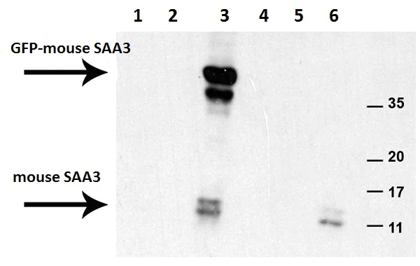 Western blot - Anti-SAA3 antibody [JOR110A] (AB231680)
