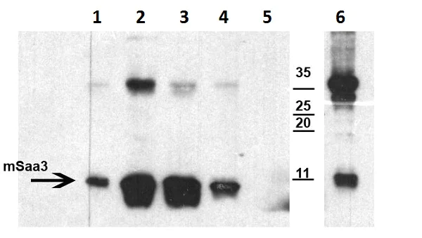 Western blot - Anti-SAA3 antibody [JOR110A] (AB231680)