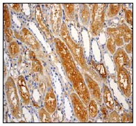 Immunohistochemistry (Formalin/PFA-fixed paraffin-embedded sections) - Anti-SAA4 antibody [EPR2926] - BSA and Azide free (AB247581)