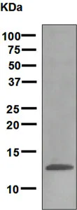Western blot - Anti-SAA4 antibody [EPR2927] - BSA and Azide free (AB248465)