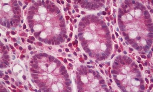 Immunohistochemistry (Formalin/PFA-fixed paraffin-embedded sections) - Anti-SACM1L/Sac1 antibody (AB230642)