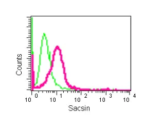 Flow Cytometry (Intracellular) - Anti-Sacsin antibody [EPR11864-61] - BSA and Azide free (AB250426)