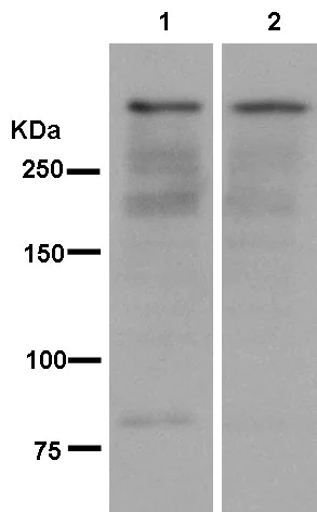 Western blot - Anti-Sacsin antibody [EPR11864-61] - BSA and Azide free (AB250426)