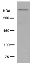 Western blot - Anti-Sacsin antibody [EPR11864] - BSA and Azide free (AB250414)