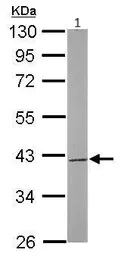 Western blot - Anti-SAE1 antibody (AB97523)