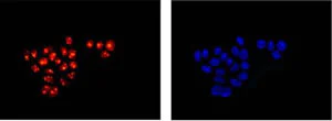 Immunocytochemistry/ Immunofluorescence - Anti-SAE1 antibody [EPR15397(B)] - BSA and Azide free (AB232618)
