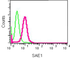 Flow Cytometry (Intracellular) - Anti-SAE1 antibody [EPR15398] - BSA and Azide free (AB232630)