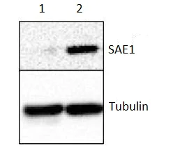 Western blot - Anti-SAE1 (phospho S185) antibody (AB106096)
