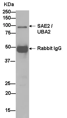 Immunoprecipitation - Anti-SAE2 / UBA2 antibody [EPR14880] - BSA and Azide free (AB250858)