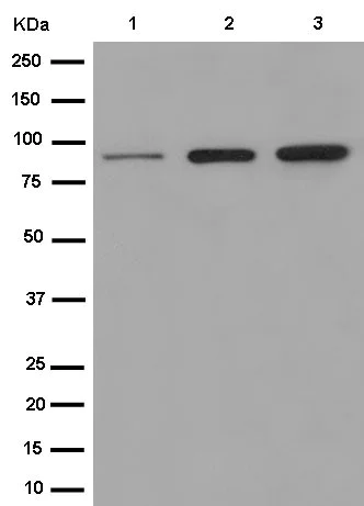 Western blot - Anti-SAE2 / UBA2 antibody [EPR14880] - BSA and Azide free (AB250858)