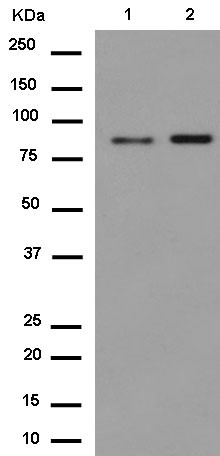 Western blot - Anti-SAE2 / UBA2 antibody [EPR14880] - BSA and Azide free (AB250858), expandable thumbnail
