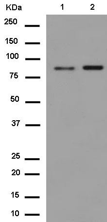 Western blot - Anti-SAE2 / UBA2 antibody [EPR14880] - BSA and Azide free (AB250858)