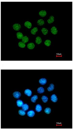 Immunocytochemistry/ Immunofluorescence - Anti-SAF-B2 antibody (AB104220)
