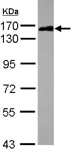 Western blot - Anti-SAF-B2 antibody (AB104220)