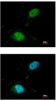 Immunocytochemistry/ Immunofluorescence - Anti-SAFB antibody (AB97520)