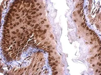 Immunohistochemistry (Formalin/PFA-fixed paraffin-embedded sections) - Anti-SAFB antibody (AB97520)