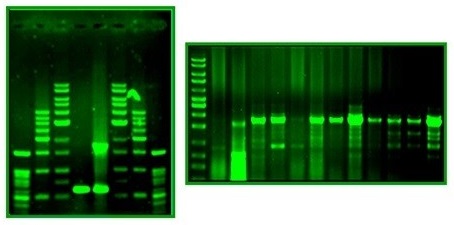 Staining - Safe Image Green DNA Stain (AB286890)