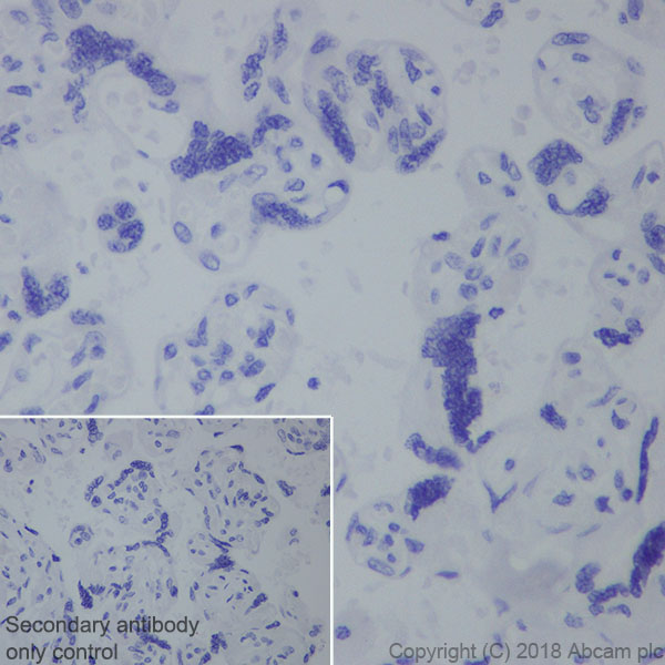 Immunohistochemistry (Formalin/PFA-fixed paraffin-embedded sections) - Anti-SAGE1 antibody [EPR21747] (AB233388), expandable thumbnail