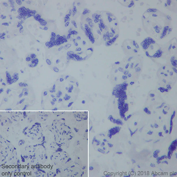 Immunohistochemistry (Formalin/PFA-fixed paraffin-embedded sections) - Anti-SAGE1 antibody [EPR21747] (AB233388)