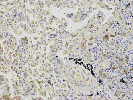Immunohistochemistry (Formalin/PFA-fixed paraffin-embedded sections) - Anti-SAHH antibody (AB187518)