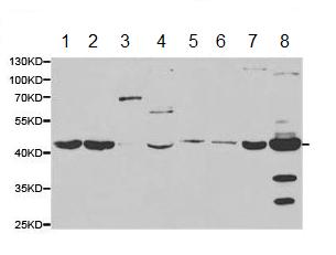 Western blot - Anti-SAHH antibody (AB187518), expandable thumbnail