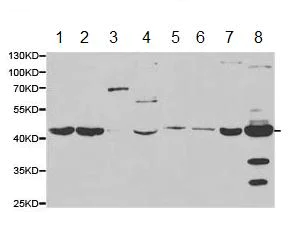 Western blot - Anti-SAHH antibody (AB187518)