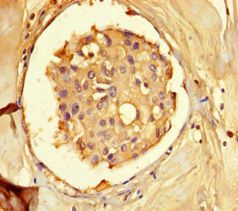 Immunohistochemistry (Formalin/PFA-fixed paraffin-embedded sections) - Anti-SAHH antibody (AB236110), expandable thumbnail