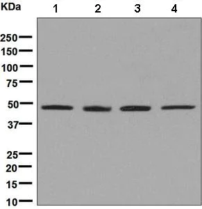 Western blot - Anti-SAHH antibody [EPR9261] - BSA and Azide free (AB248758)