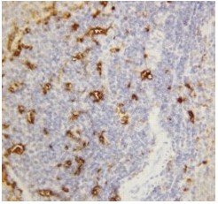Immunohistochemistry (Formalin/PFA-fixed paraffin-embedded sections) - Anti-Salivary alpha amylase antibody (AB125230), expandable thumbnail