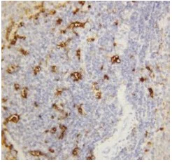 Immunohistochemistry (Formalin/PFA-fixed paraffin-embedded sections) - Anti-Salivary alpha amylase antibody (AB125230)