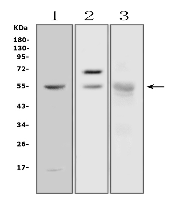 Western blot - Anti-Salivary alpha amylase antibody (AB125230), expandable thumbnail