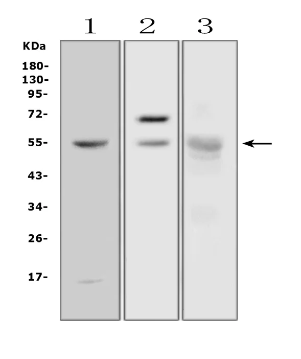 Western blot - Anti-Salivary alpha amylase antibody (AB125230)