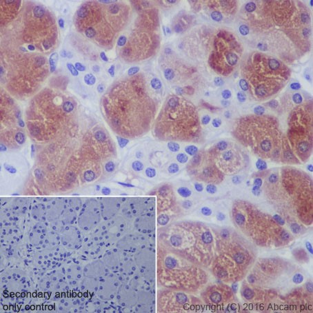 Immunohistochemistry (Formalin/PFA-fixed paraffin-embedded sections) - Anti-Salivary alpha amylase antibody [EPR19605] (AB201450), expandable thumbnail