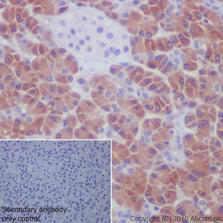 Immunohistochemistry (Formalin/PFA-fixed paraffin-embedded sections) - Anti-Salivary alpha amylase antibody [EPR19605] (AB201450), expandable thumbnail