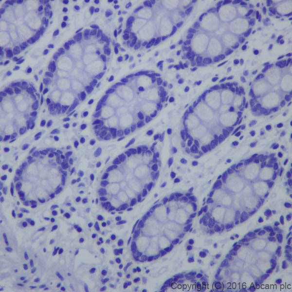 Immunohistochemistry (Formalin/PFA-fixed paraffin-embedded sections) - Anti-Salivary alpha amylase antibody [EPR19605] (ab201450), expandable thumbnail