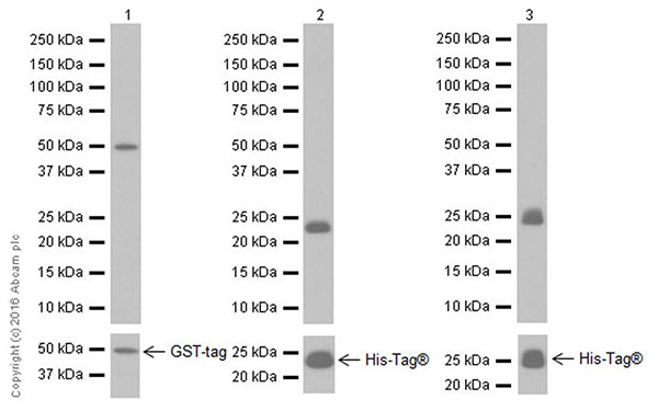 Western blot - Anti-Salivary alpha amylase antibody [EPR19605] (AB201450), expandable thumbnail