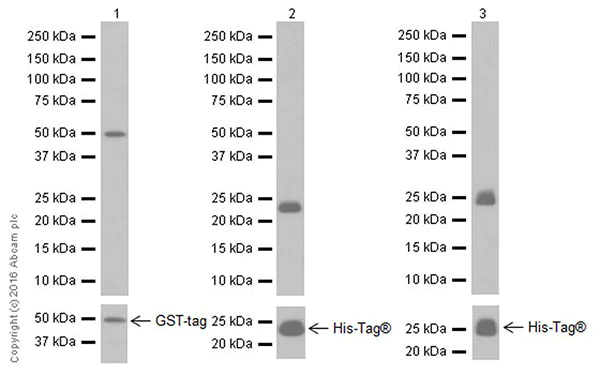 Western blot - Anti-Salivary alpha amylase antibody [EPR19605] (AB201450)