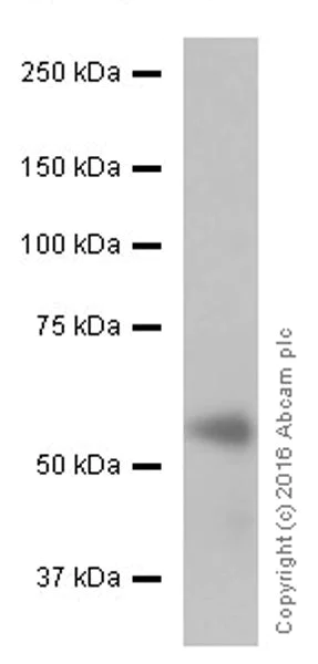 Western blot - Anti-Salivary alpha amylase antibody [EPR19605] (AB201450)
