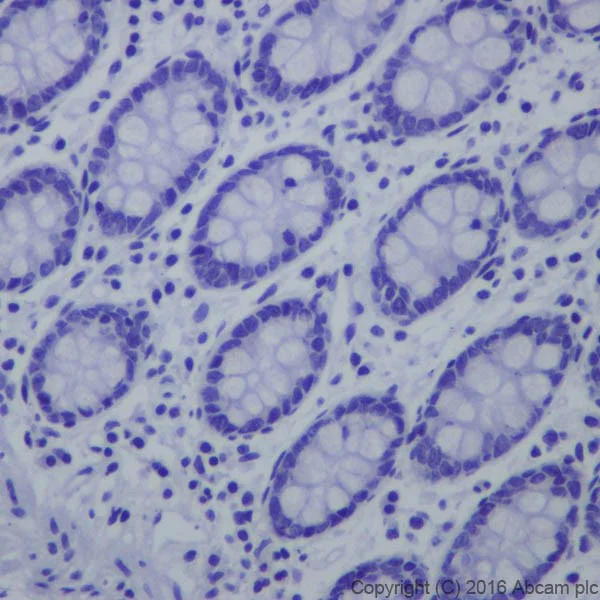 Immunohistochemistry (Formalin/PFA-fixed paraffin-embedded sections) - Anti-Salivary alpha amylase antibody [EPR19605] - BSA and Azide free (AB251340)