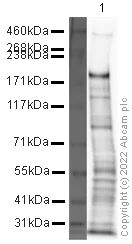 Western blot - Anti-SALL1 antibody (AB31526)