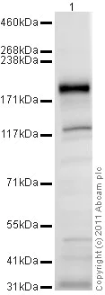 Western blot - Anti-SALL1 antibody (AB31526)