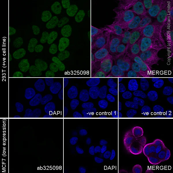 Immunocytochemistry/ Immunofluorescence - Anti-SALL1 antibody [EPR28911-52] (AB325098)