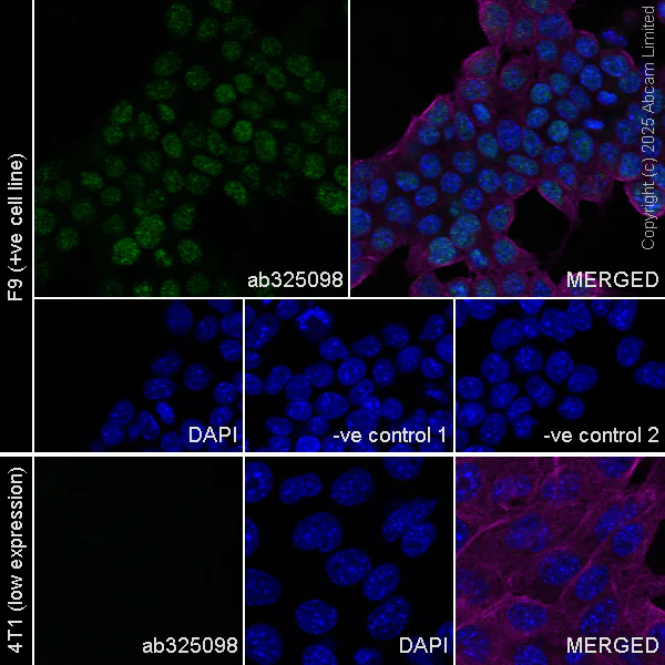 Immunocytochemistry/ Immunofluorescence - Anti-SALL1 antibody [EPR28911-52] (AB325098)